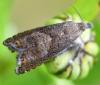 Dichrorampha sp.